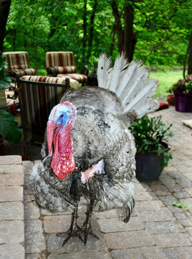 Tom the Turkey waiting outside