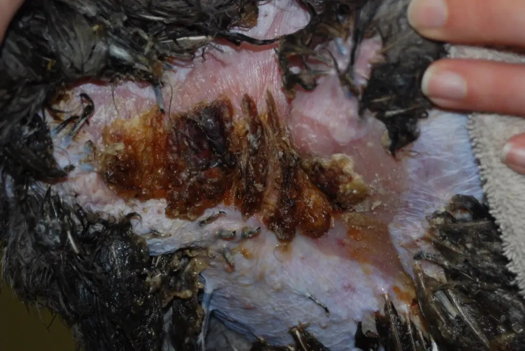 Tom the Turkey healing wounds